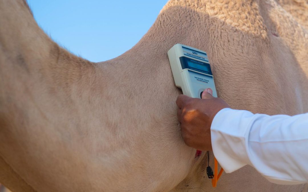 تقنيات عالمية في مهرجان ولي العهد للهجن بالطائف