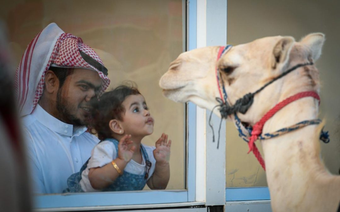 غداً.. انطلاق مهرجان ولي العهد للهجن في نسخته الثالثة بالطائف