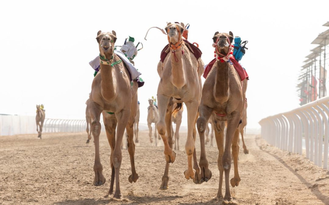 انطلاق مهرجان ولي العهد للهجن في نسخته الثالثة بالطائف