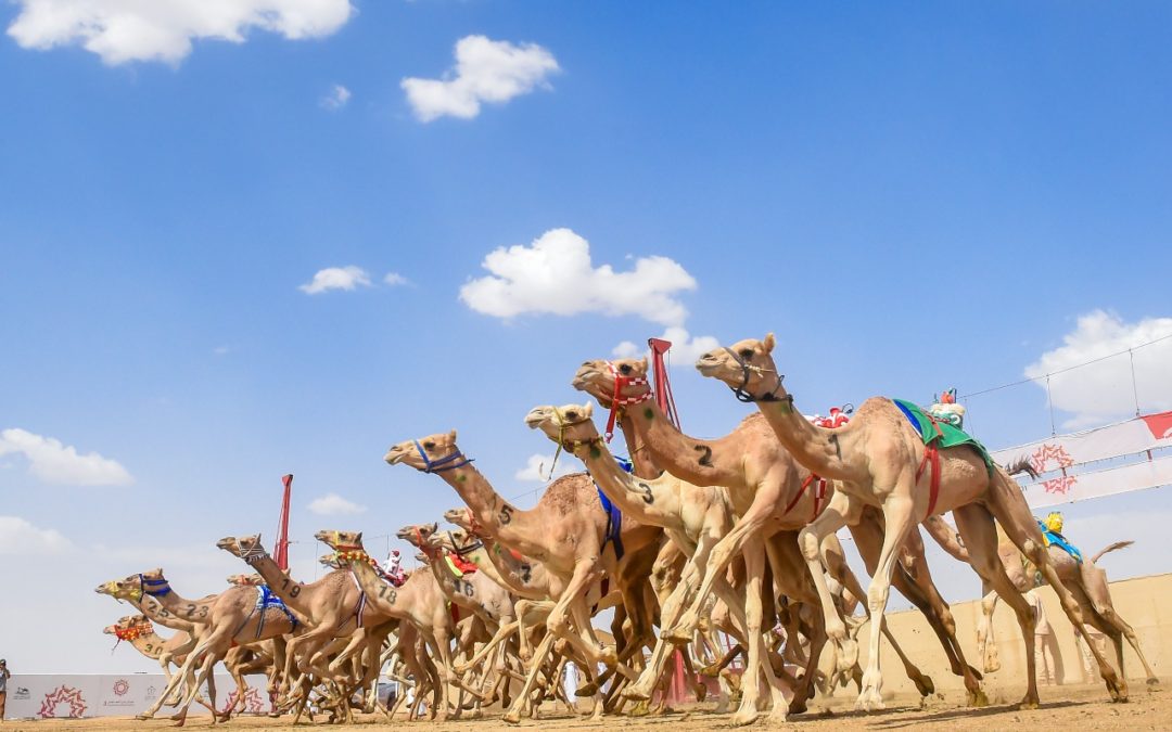 في ثاني أيام مهرجان ولي العهـد للهجـن في نسخته الثـالثة.. “جمـايل” و ” شواش” ينتزعان أفضل توقيت