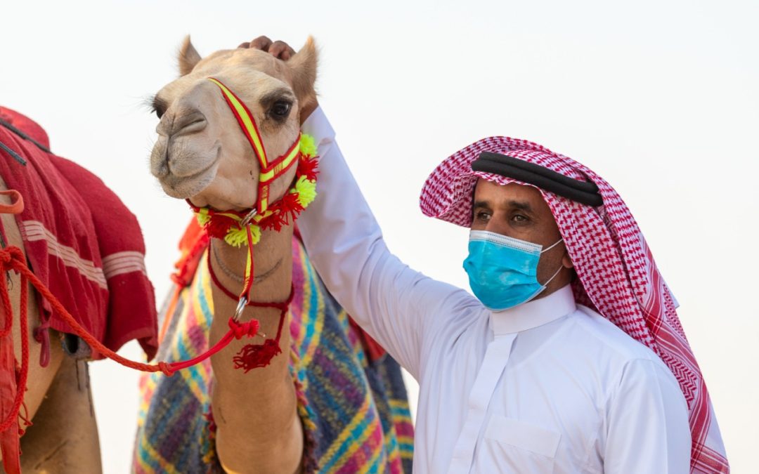يومياً .. 900 ألف لتغذية المطايا المشاركة في مهرجان ولي العهد