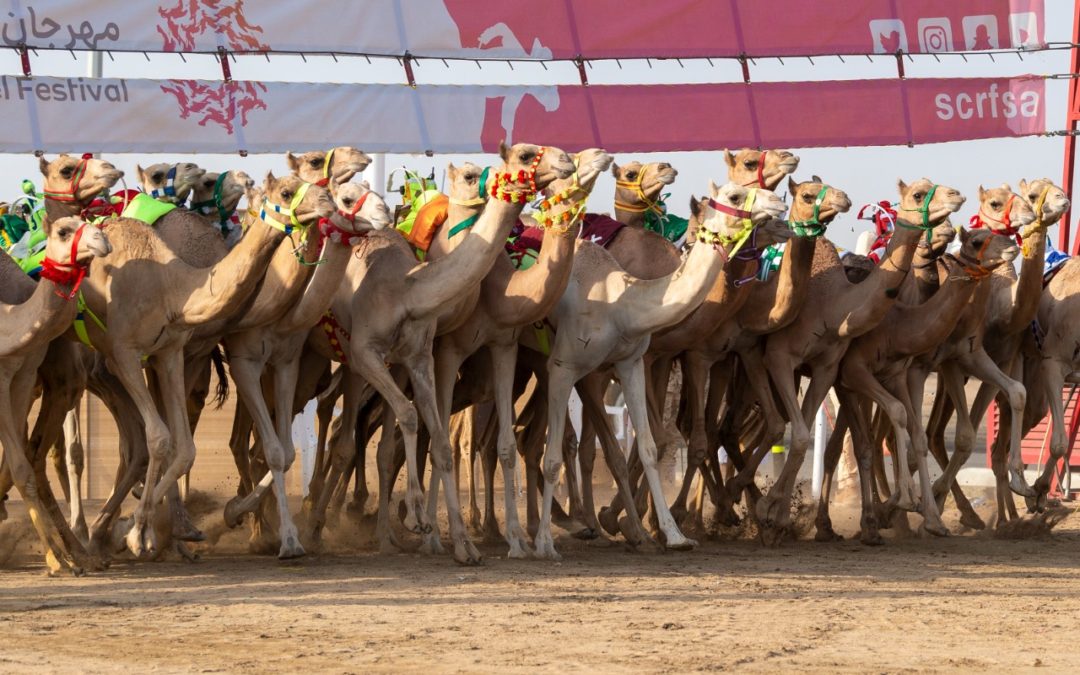 “التماس”.. التوقيت الأفضل في الفترة الصباحية لفئة الحقايق