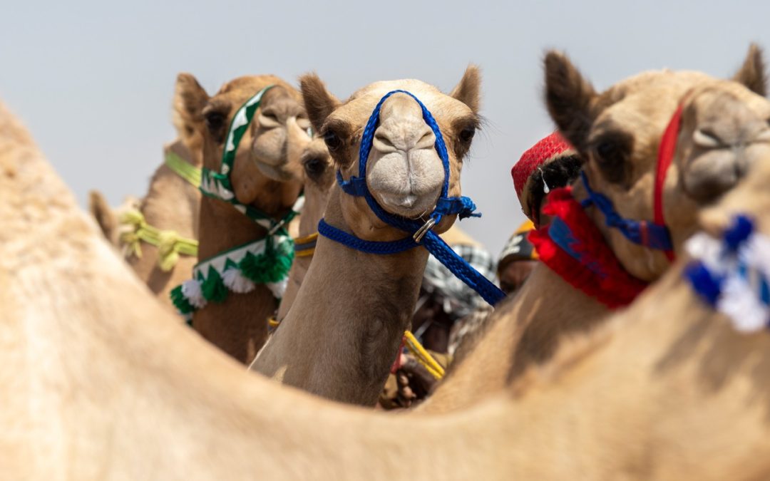 خلال النسخة الثالثة من مهرجان ولي العهد للهجن.. العوائد المالية للهجن تتخطى حاجز الـ «3 مليارات»