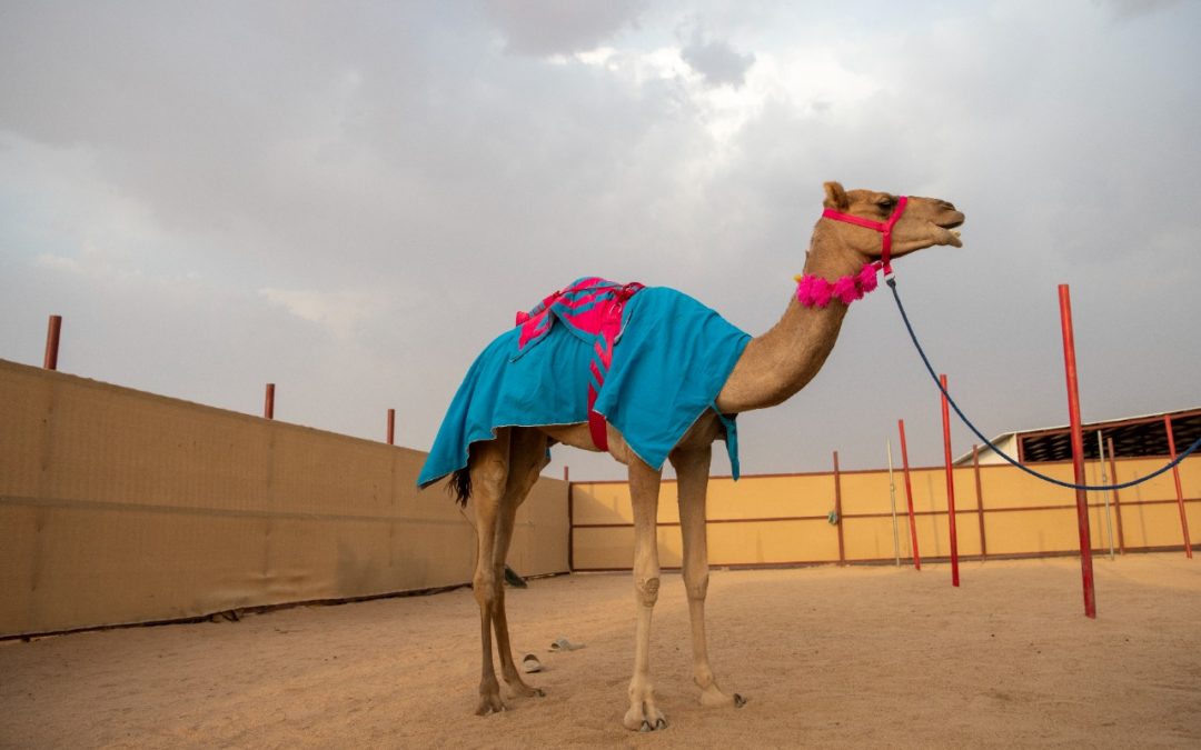 بعد أن أصبحت السيدة الأولى في مهرجان ولي العهد.. أمل: دخلت عالم الهجن من الباب الكبير