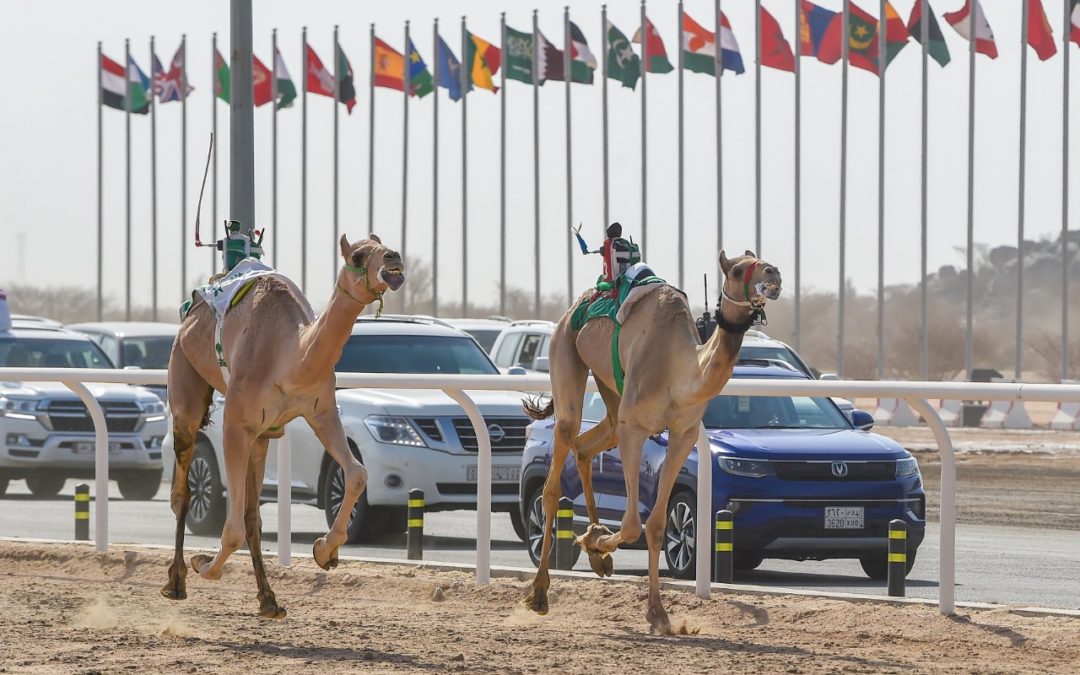 7 دول عربية وعالمية تشارك في مهرجان ولي العهد للهجن