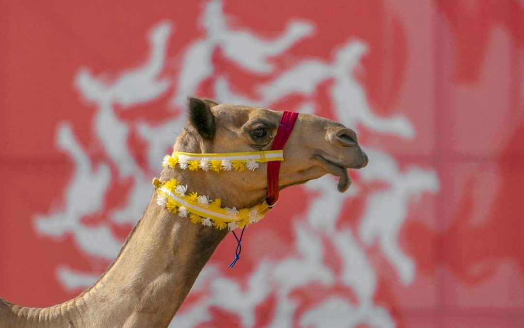 في سابع أيام مهرجان ولي العهد للهجن3.. “النايفة” تنتزع نوماس اللقايا في الأشواط الصباحية .. وأفضل توقيت