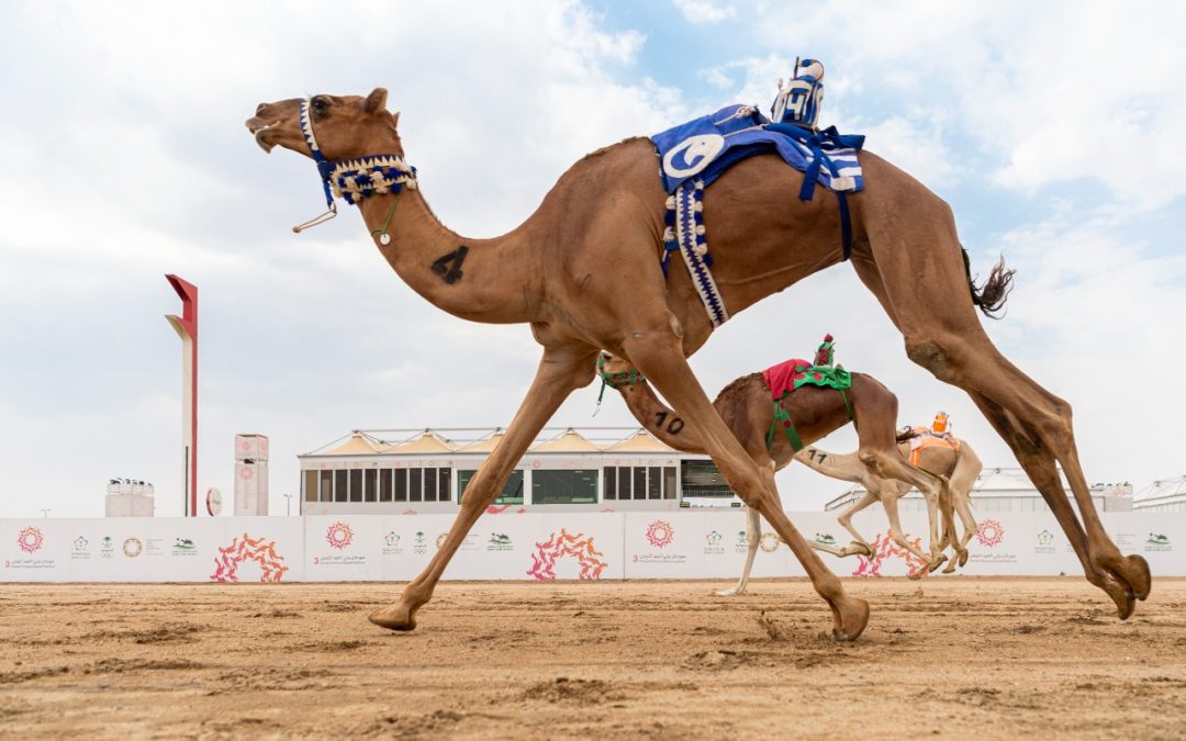 “الهبوب” تحطم الأرقام القياسية في مساء سابع أيام مهرجان ولي العهد للهجن3