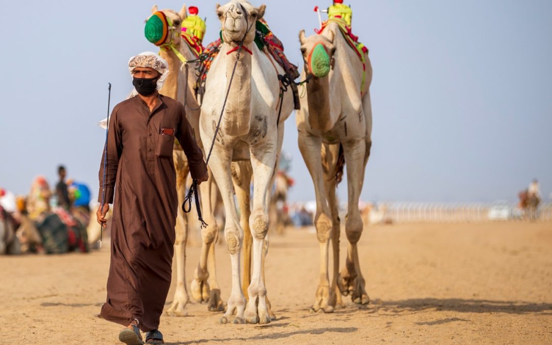 في تاسع أيام مهرجان ولي العهد للهجن3.. 388 مطية تتنافس على ميدان الطائف في الفترة الصباحية