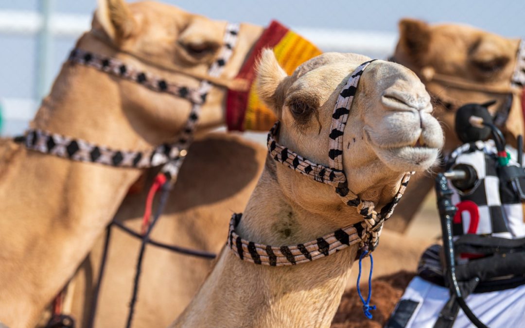 المطية.. لا تشارك بسباقين في يوم واحد