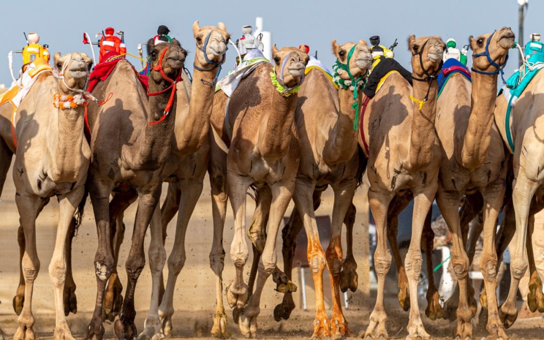 4.8 مليون.. ونسبة إشغال بـ 85%.