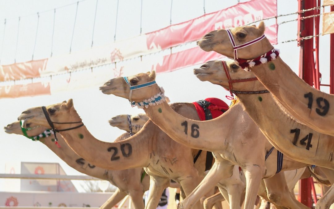 بمهرجان ولي العهد للهجن3 في يومه العاشر.. “قوقل” و”جمايل” يخطفان نوماس “الصباحية” للثنايا