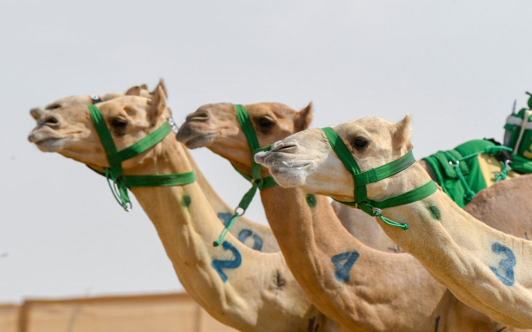 “الهنوف” تكسب توقيت الثنايا في “المسائية”