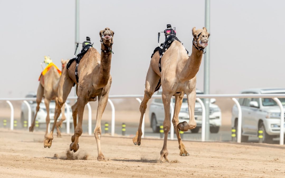 27 نقطة لكل من القرشي والمري.. السعودية تتصدر نقاط جائزة سيف ولي العهد