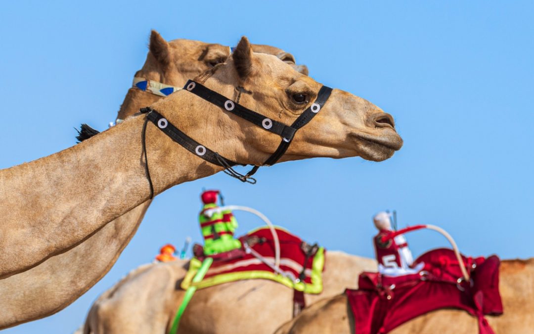 “لهب” يخطف توقيت الفترة الصباحية لمهرجان ولي العهد للهجن