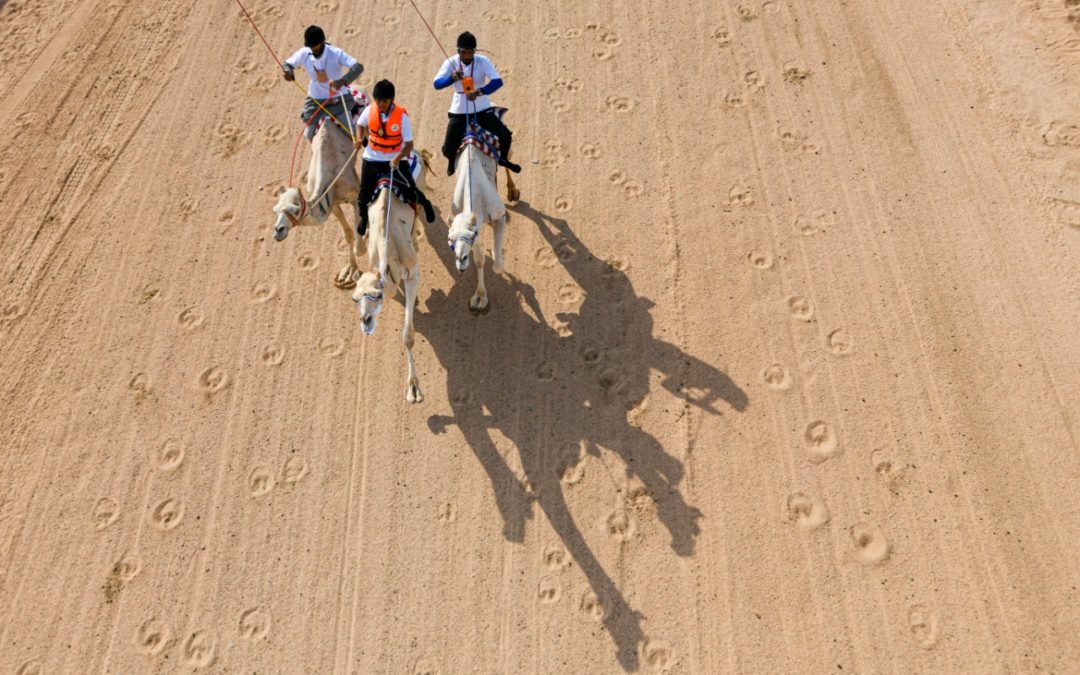 1,200 مليون في انتظار هجانة ماراثون المهرجان.. غداً