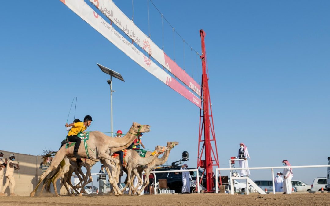 “سكر” تختتم ماراثون مهرجان ولي العهد للهجن.. بأفضل توقيت