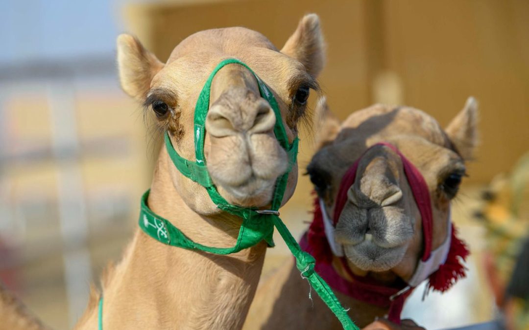 الهجن السعودية تسيطر على جائزة سيف ولي العهد للنقاط