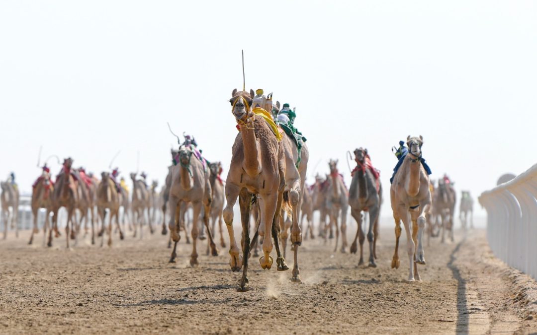 2541 مطية شاركت في منافسات أشواط الحقايق لمهرجان ولي العهد للهجن3
