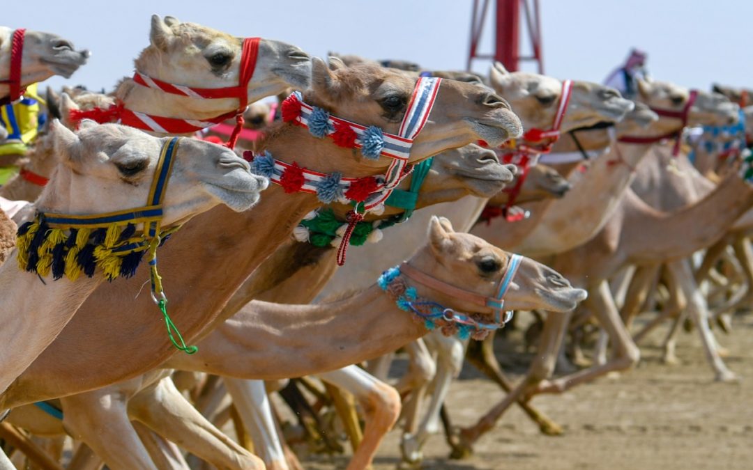 الهجن السعودية تخطف الأضواء في أول رموز مهرجان ولي العهد للهجن