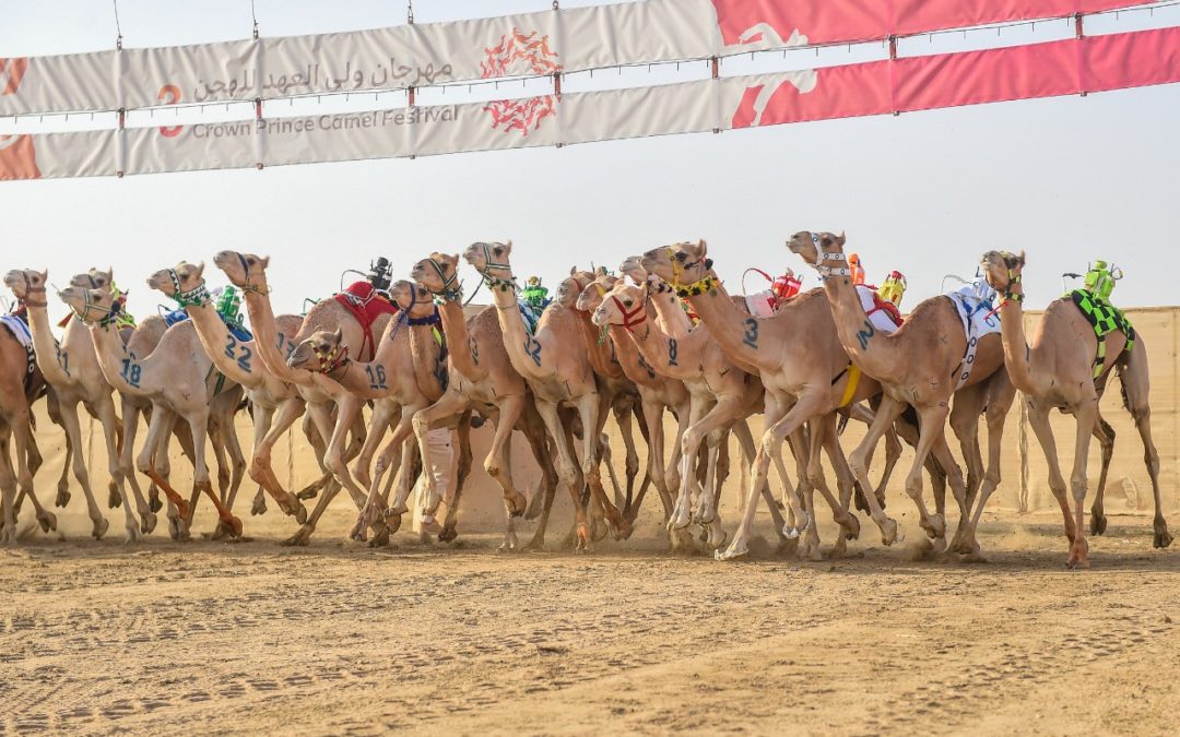 “الفوتو فينش” تضبط خط النهاية في سباقات الهجن