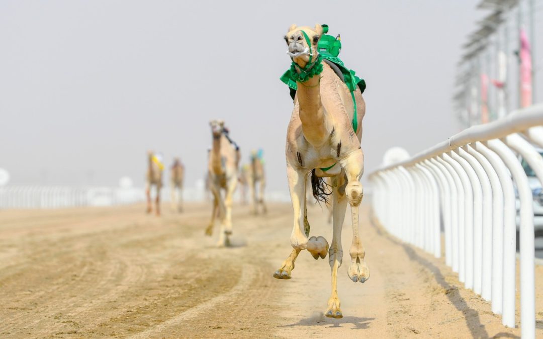 10 أعوام.. عمر المطايا في ميادين الهجن