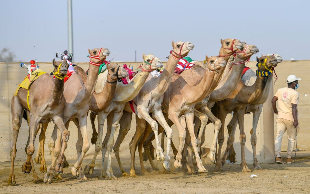 البلوي: الأشواط الـ 4 الختامية تشارك فيها صفوة الصفوة قيمة هجن المرحلة النهائية السوقية من 9 إلى 13 مليار