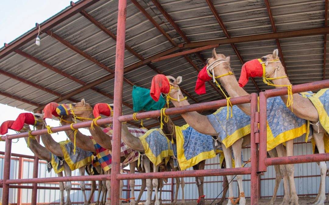 غداً.. انطلاق سباقات الثنايا النهائية بمهرجان ولي العهد للهجن3