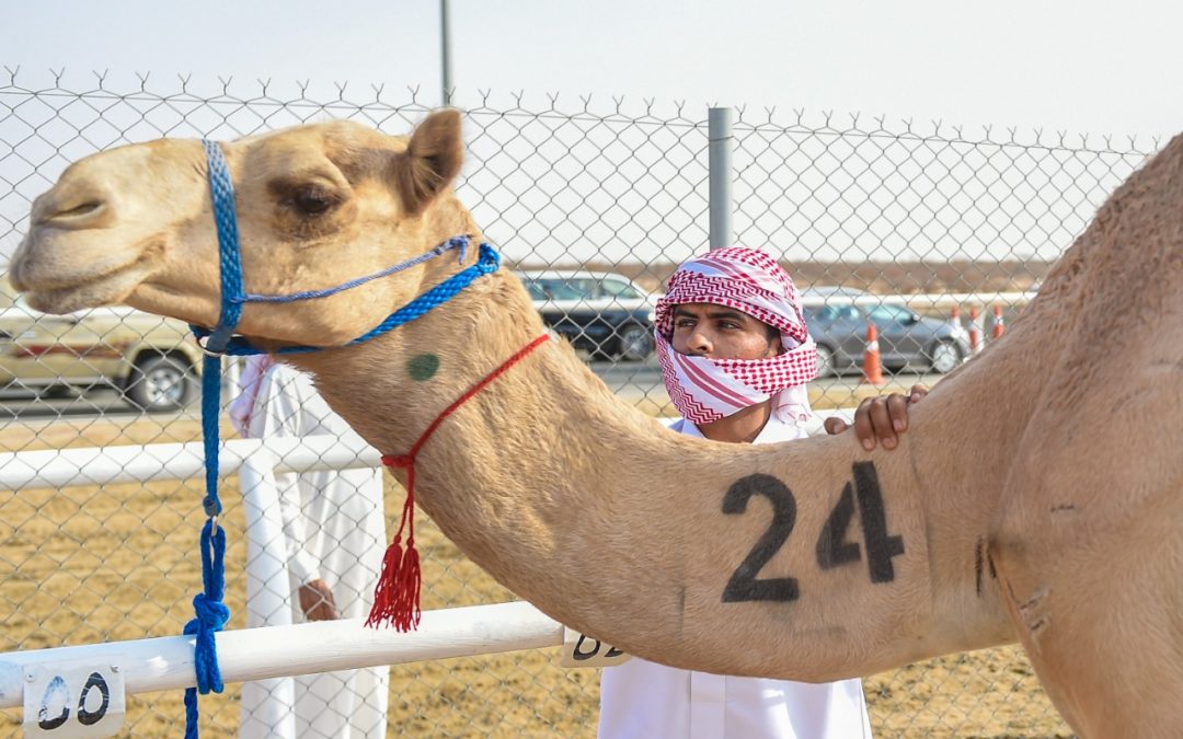 “رموز الثنايا” تذهب لـ 4 شعارات خليجية في سادس أيام نهائي مهرجان ولي العهد للهجن3