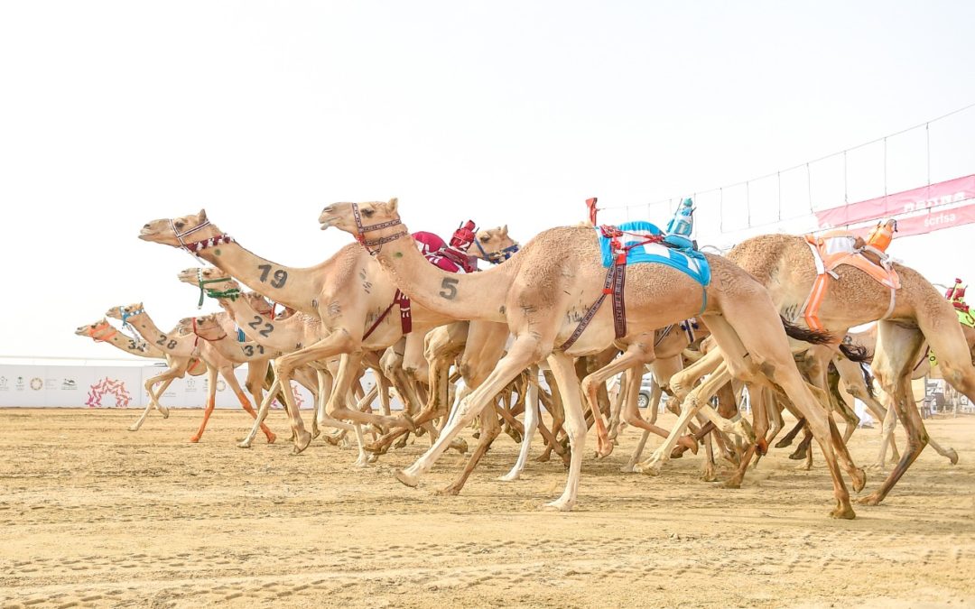 في سابع أيام نهائي مهرجان ولي العهد للهجن3.. منافسة ضارية بين نخبة الحيل والزمول