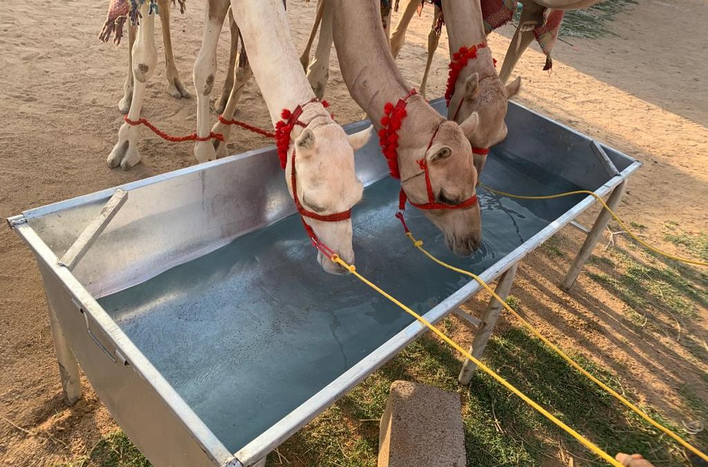 4000 كيلوجرام من العسل للمطايا المشاركة في مهرجان الهجن