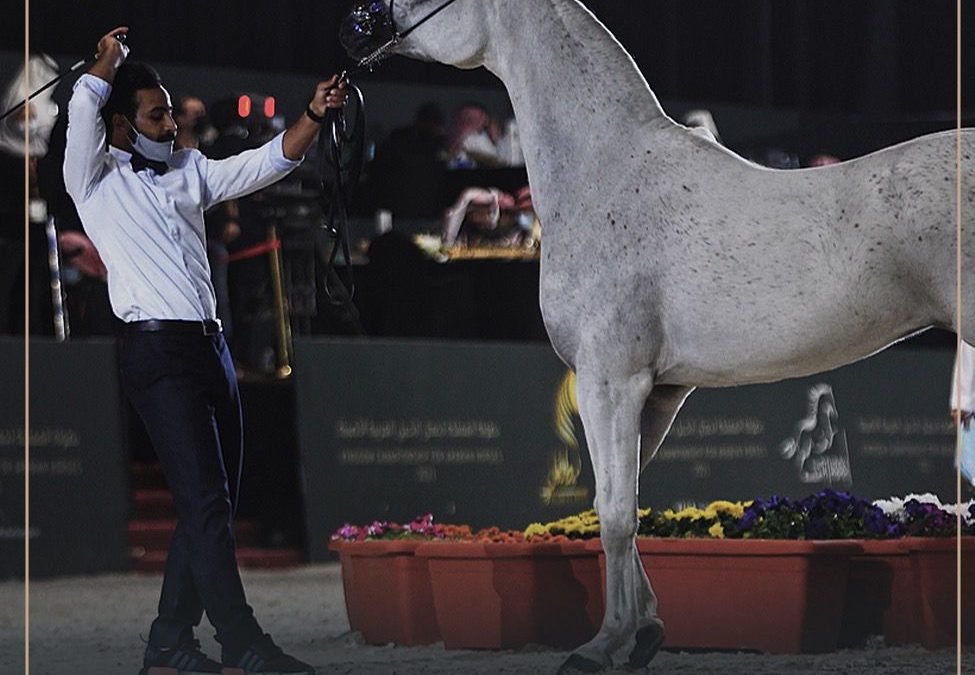 511 رأساً من الخيل العربية في انطلاقة بطولة كحيلة اليوم الأربعاء