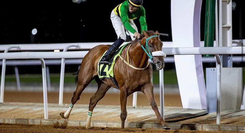 الجواد ” كحيلان ” يحقق كأس جامعة الملك عبدالعزيز لسباقات الخيل للمصيف بالطائف