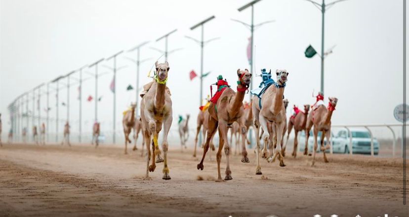 ” نواره ” الأسرع في مسابقات مفاريد اليوم الثالث بمهرجان ولي العهد للهجن 2022