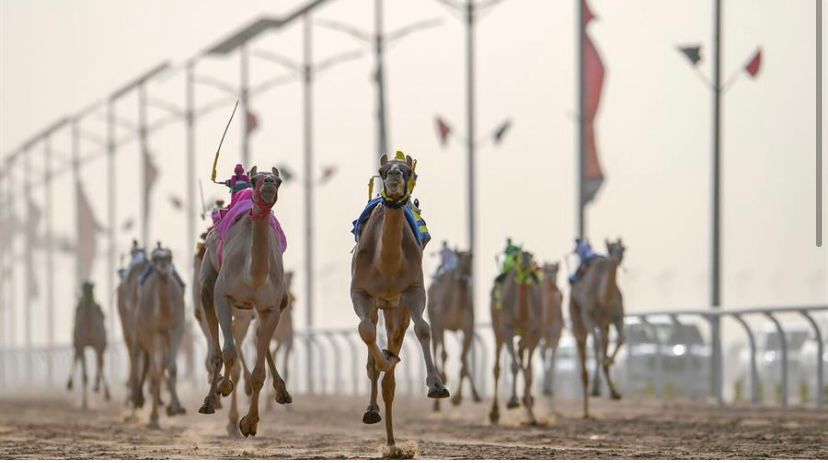 بدء سباقات مهرجان ولي العهد للهجن 2022 للركابة البشريين