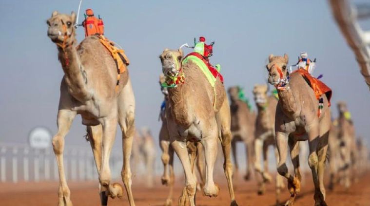 إدارة مهرجان الملك عبدالعزيز للإبل تلغي فئة المفاريد بكار للون المجاهيم