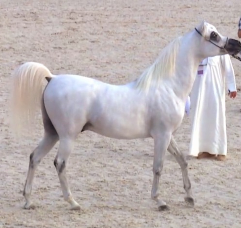 مربط السيهاتي يحقق المركز الرابع في كأس المربين السعوديين