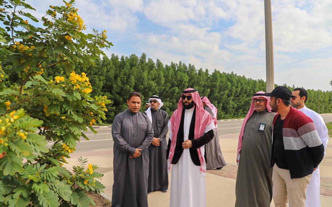 بتوجيهات رئيس بلدية رأس تنورة  شجرة الاكاسيا تزين مدخل المحافظة