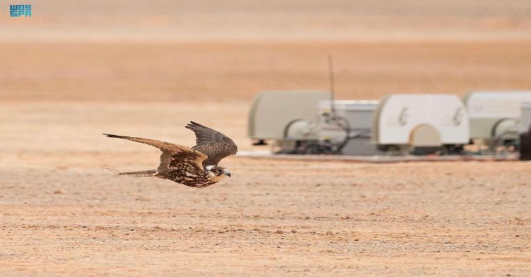 1000 صقر يحلقون في سماء محافظة طريف في فعاليات مهرجان الصقور