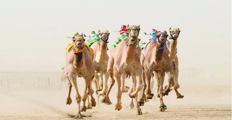 النسخة الأولى من كأس الهجن تتخطي مليار ريال