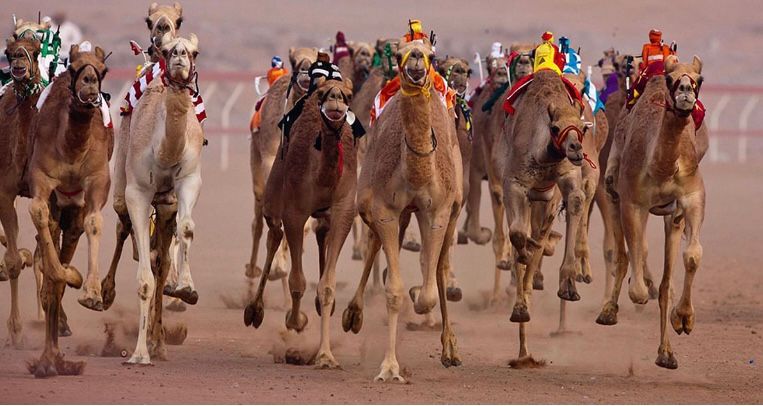 2.3 مليون ريال جوائز تتويج الفائزين في نهائي سباق المفاريد بالطائف