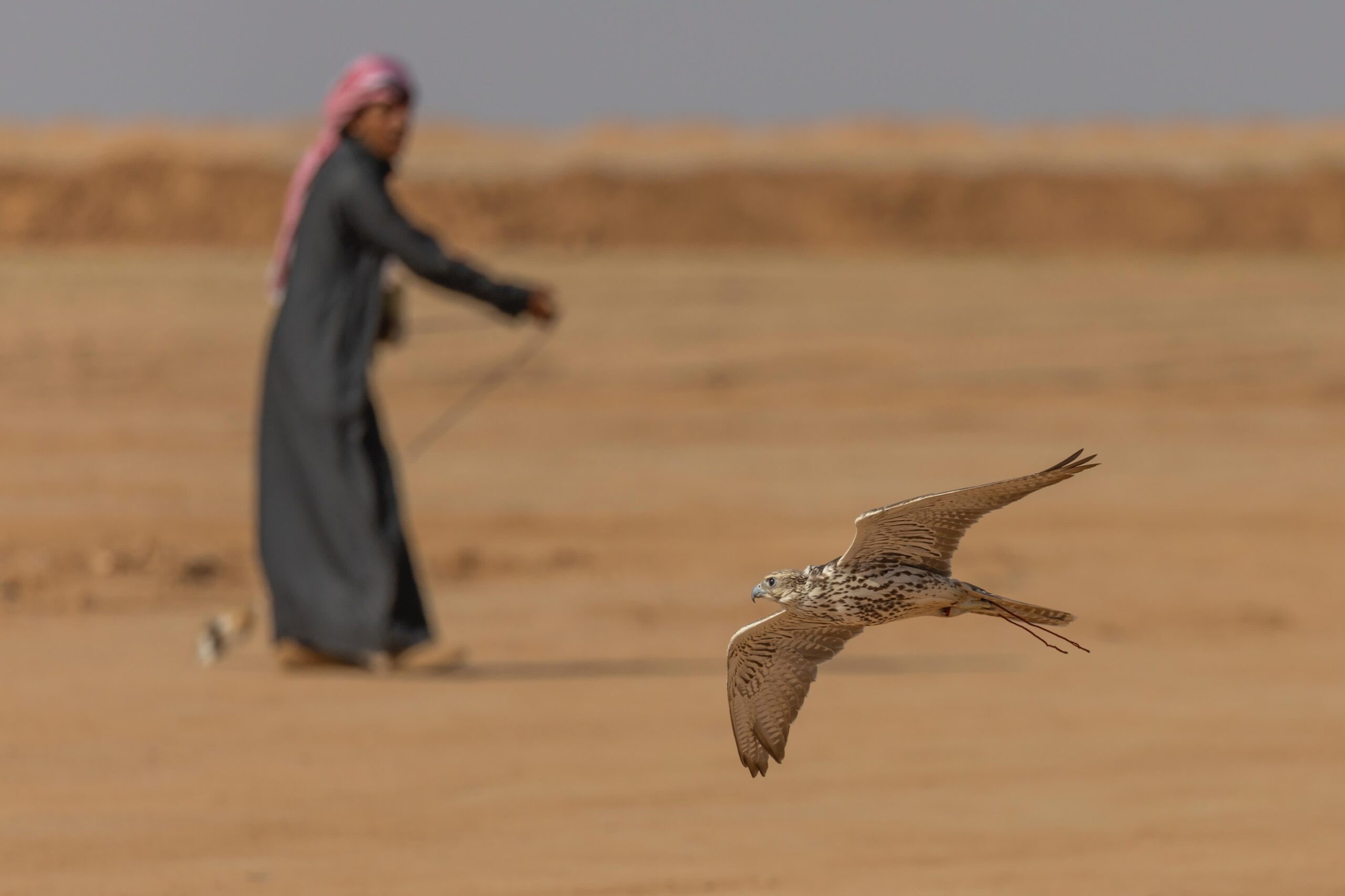 منافسات كأس نادي الصقور السعودي بحفر الباطن تشهد تنافسًا مثيرًا بين الصقارين في يومها الثاني