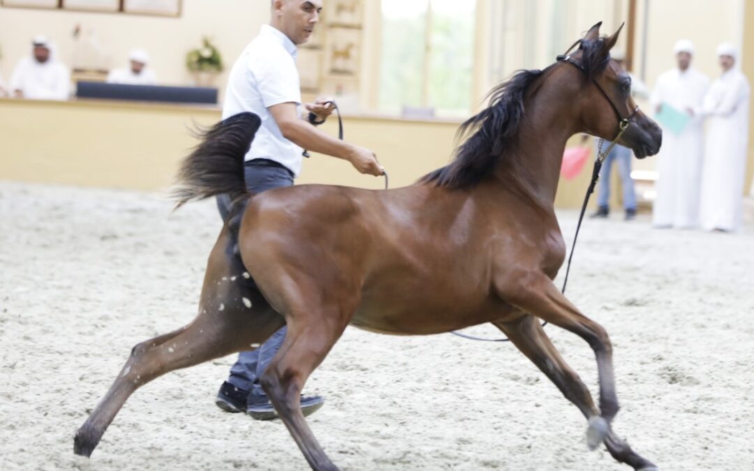 مزاد مربط دبي يفسح المجال لعشاق جودة الإنتاج العالمي
