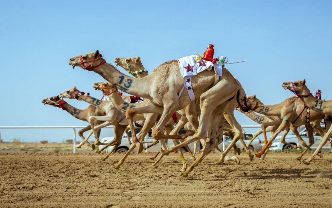 الهجن السعودية تتصدر بـ 45 شوطا والقطرية تتألق في ثاني أيام مهرجان ولي العهد للهجن على أرض ميدان الطائف التاريخي