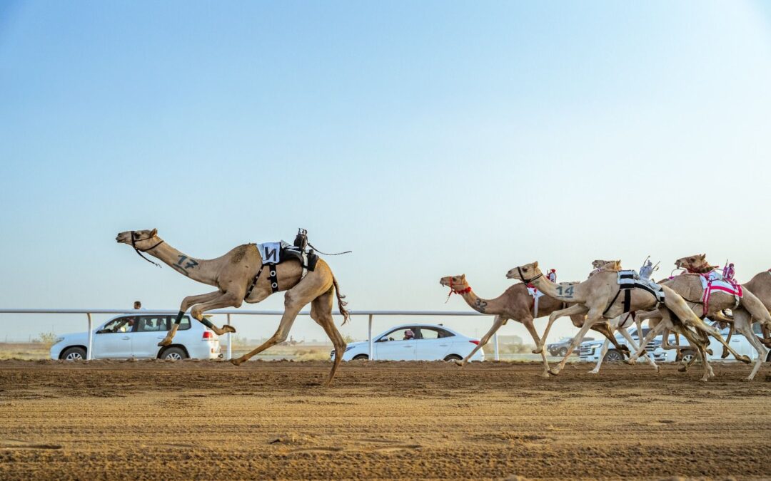 مهرجان ولي العهد للهجن 2025 يكسر حاجز الـ 100 ألف مطية ويواصل تسجيل الأرقام