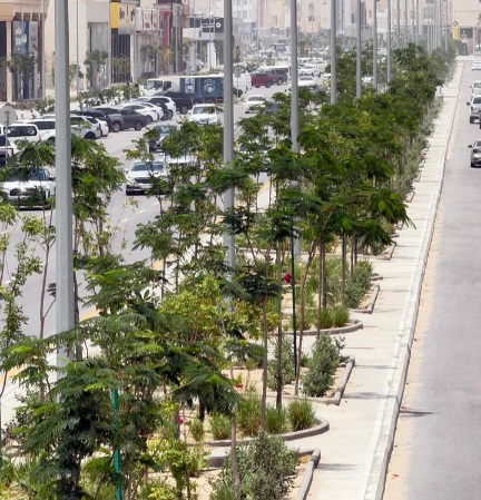 نحو بيئة أكثر جمالًا..اكثر من 5600 شجرة جديدة تزين القطيف
