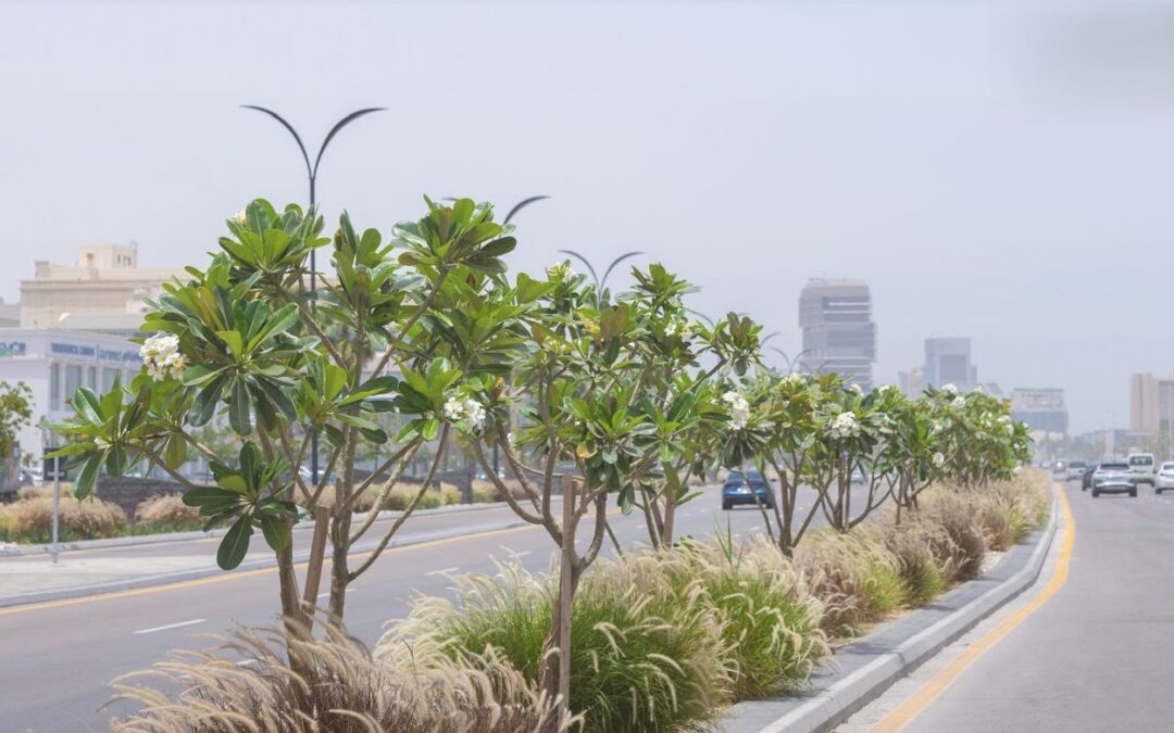 الخبر تطلق موسم التشجير بزراعة 20 ألف شجرة ورفع نصيب الفرد من المسطحات الخضراء